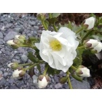 Mt. Cook Daisy. Photo by David Semler & Marsha Steffen. All rights reserved.