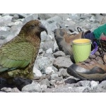 New Zealand Photo Gallery