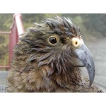 Kea Eye-to-eye. Photo by David Semler & Marsha Steffen. All rights reserved.