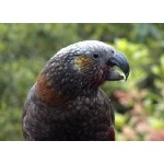 Kaka Close-up. Photo by David Semler & Marsha Steffen. All rights reserved.