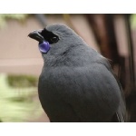 Kokako. Photo by David Semler & Marsha Steffen. All rights reserved.