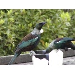 Tuis at a feeder. Photo by David Semler & Marsha Steffen. All rights reserved.