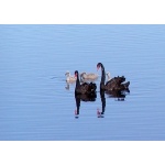 Black Swan family. Photo by David Semler & Marsha Steffen. All rights reserved.