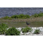 An endangered Black Stilt. Photo by David Semler & Marsha Steffen. All rights reserved.