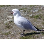 Black-billed Gullt. Photo by David Semler & Marsha Steffen. All rights reserved.