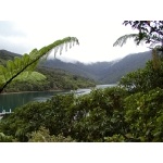 Punga Cove. Photo by David Semler & Marsha Steffen. All rights reserved.