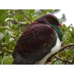 New Zealand Pigeon. Photo by David Semler & Marsha Steffen. All rights reserved.  