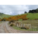 South Island Countryside (land of the Hobbit). Photo by David Semler & Marsha Steffen. All rights reserved.
