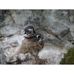 Spotted Shag. Photo by David Semler & Marsha Steffen. All rights reserved.