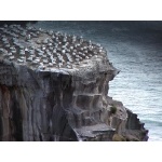 Australasian Gannet Rocks. Photo by David Semler & Marsha Steffen. All rights reserved.
