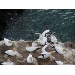 Australasian Gannets. Photo by David Semler & Marsha Steffen. All rights reserved.
