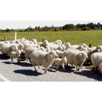 Ubiquitous Sheep. Photo by David Semler & Marsha Steffen. All rights reserved.