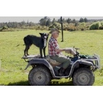 Ubiquitous Sheep Dog. Photo by David Semler & Marsha Steffen. All rights reserved.