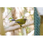 Bellbird. Photo by David Semler & Marsha Steffen. All rights reserved.