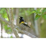 Stitchbird. Photo by David Semler & Marsha Steffen. All rights reserved.