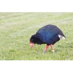Takahe. Photo by David Semler & Marsha Steffen. All rights reserved.