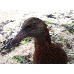 Weka. Photo by David Semler & Marsha Steffen. All rights reserved.