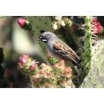 Bridled Sparrow. Photo by Paul Cozza. All rights reserved.