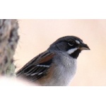 Bridled Sparrow. Photo by Rick Taylor. Copyright Borderland Tours. All rights reserved.