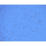 Migrating Swainson's Hawks over Teotitlan. Photo by Rick Taylor. Copyright Borderland Tours. All rights reserved.