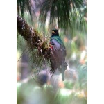 Mountain Trogon. Photo by Rick Taylor. All rights reserved.