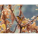 Crescent-chested Warbler. Photo by Paul Cozza. All rights reserved.