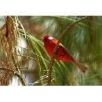 Red Warbler. Photo by Paul Cozza. All rights reserved.