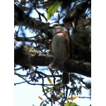 Chestnut-sided Shrike-Vireo. Photo by Paul Cozza. All rights reserved.