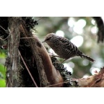 Gray-barred Wren. Photo by Paul Cozza. All rights reserved.