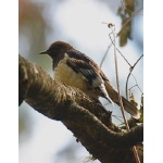 Aztec Thrush. Photo by Ed Harper. All rights reserved.