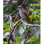 Brown-backed Solitaire. Photo by Ed Harper. All rights reserved.