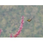 Female Black-crested Coquette. Photo by Rick Taylor. Copyright Borderland Tours. All rights reserved.