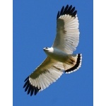 Soaring White Hawk. Photo by Ed Harper. All rights reserved.