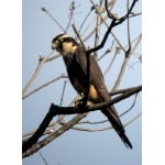 Aplomado Falcon. Photo by Paul Cozza. All rights reserved.