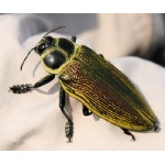 Rainforest Beetle. Photo by Charles Oldham. All rights reserved.