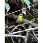 Yellow-bellied Tyrannulet. Photo by Rick Taylor. Copyright Borderland Tours. All rights reserved.