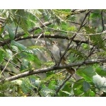 Singing Striped Cuckoo. Photo by Rick Taylor. Copyright Borderland Tours. All rights reserved.