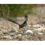 Lesser Roadrunner, Tehuantepec.  Photo by Charles Oldham.  All rights reserved.