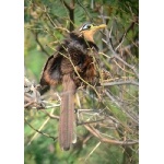 Lesser Ground-Cuckoo. Photo by Rick Taylor. Copyright Borderland Tours. All rights reserved.