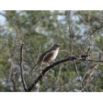 Cinnamon-tailed Sparrow, Tehuantepec. Photo by Rick Taylor. Copyright Borderland Tours. All rights reserved.