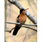 Cinnamon Hummingbird. Photo by Charles Oldham. All rights reserved.