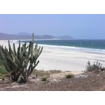 Pacific coast beach. Photo by Rick Taylor. Copyright Borderland Tours. All rights reserved.