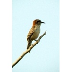 Rufous-naped Wren. Photo by Rick Taylor. Copyright Borderland Tours. All rights reserved.