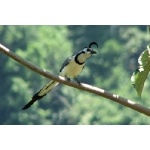 White-throated Magpie-Jay. Photo by Paul Cozza. All rights reserved.