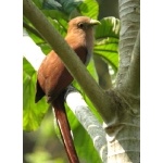 Squirrel Cuckoo. Photo by Paul Cozza. All rights reserved.
