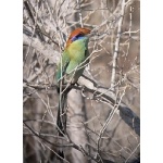 Russet-crowned Motmot. Photo by Rick Taylor. Copyright Borderland Tours. All rights reserved.