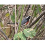 Red-breated Chat. Photo by Rick Taylor. Copyright Borderland-Tours. All rights reserved.