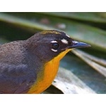 Fan-tailed Warbler 2. Photo by Ed Harper. All rights reserved.