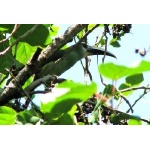 Wagler's Toucanet in the Sierra Miahuatlan. Photo by Paul Cozza. All rights reserved.