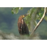 Rufescent Tiger-Heron. Photo by Barry Ulman. All rights reserved.